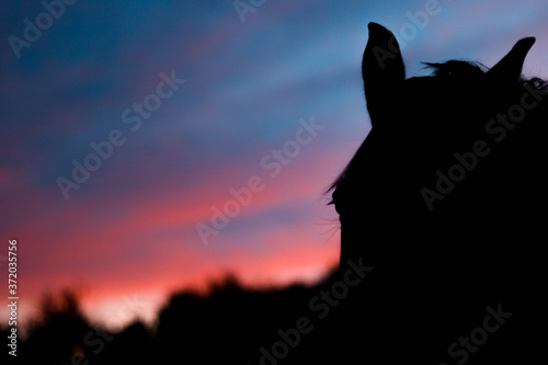 A horse and some trees against the light with an orange and blue sky at sunset.