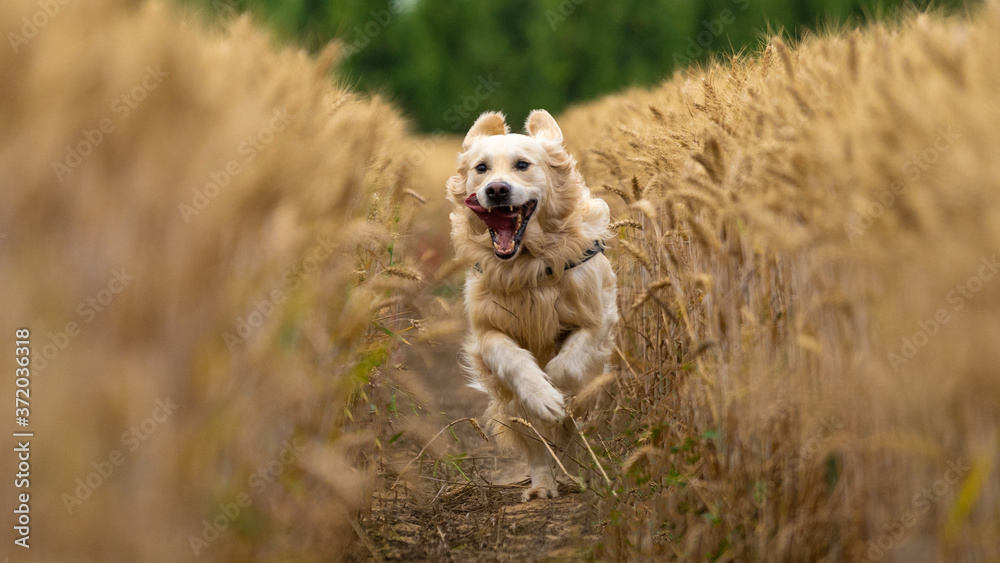 Φωτογραφία golden retriever dog in a grain field running towards the camera in a grain-whea