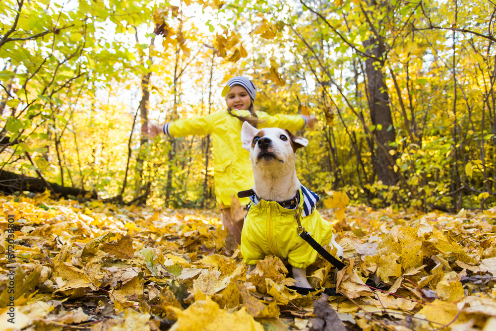 Child plays with Jack Russell Terrier in autumn forest. Autumn walk with a dog, children and pet concept. Child plays with Jack Russell Terrier in autumn forest. Autumn walk with a dog, children and pet concept.