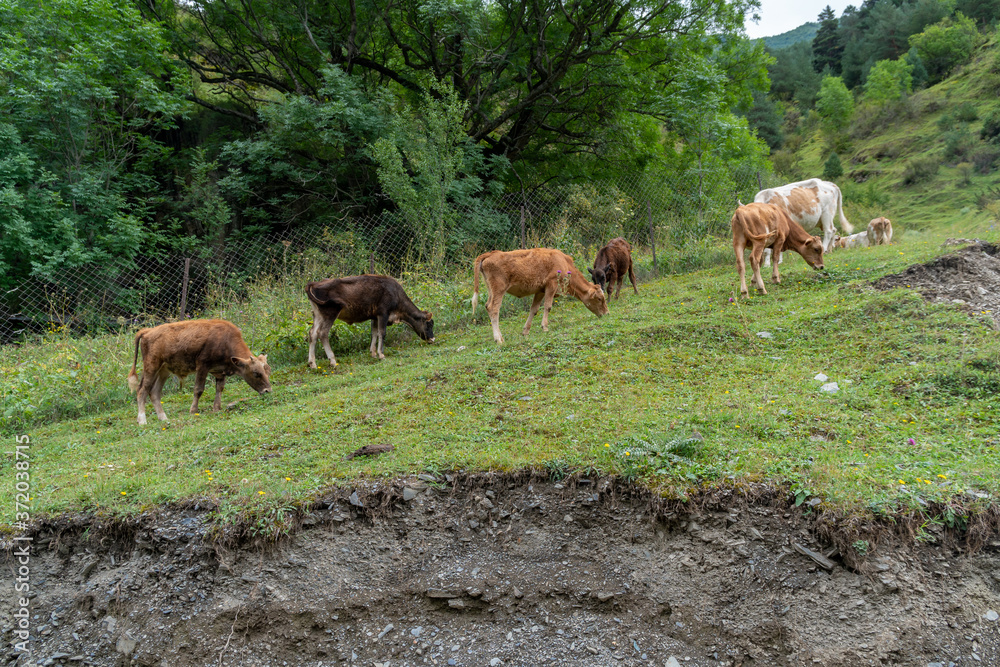 Obraz premium Lots of cows in a mountain green pasture