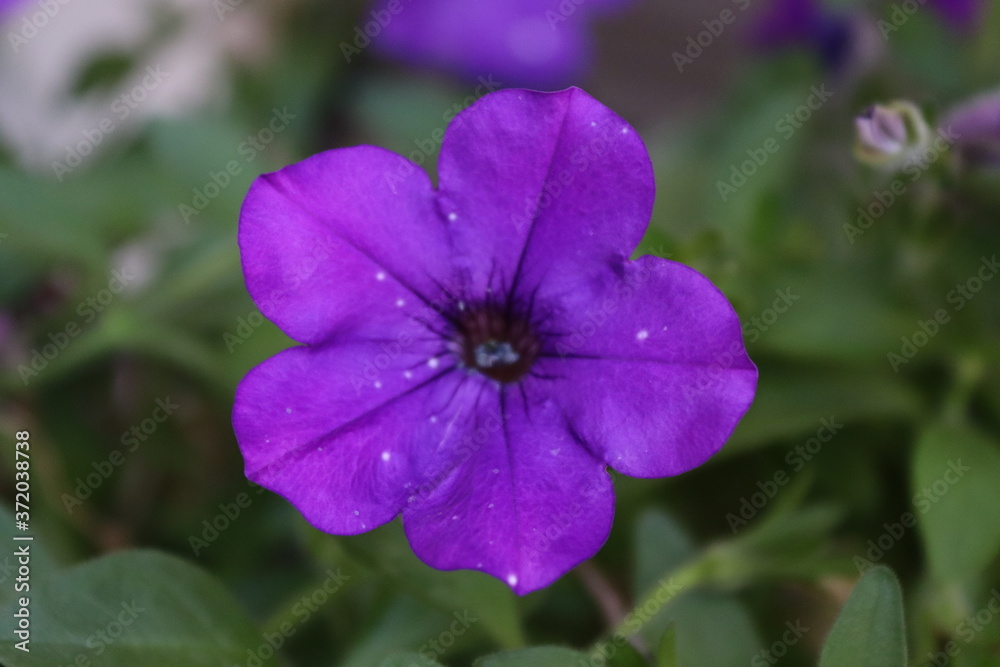 violet flower in the garden violet flower in the garden