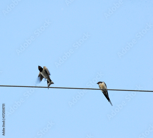 two barn swallows ,Hirundo rustica, on the cables © bellakadife