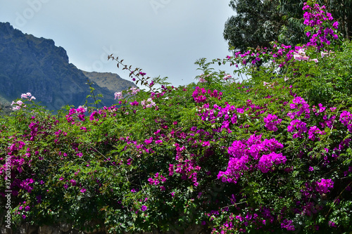 Brightly colored Peruvian flowers - Sacred Valley - Wayra Urubamba 28 photo