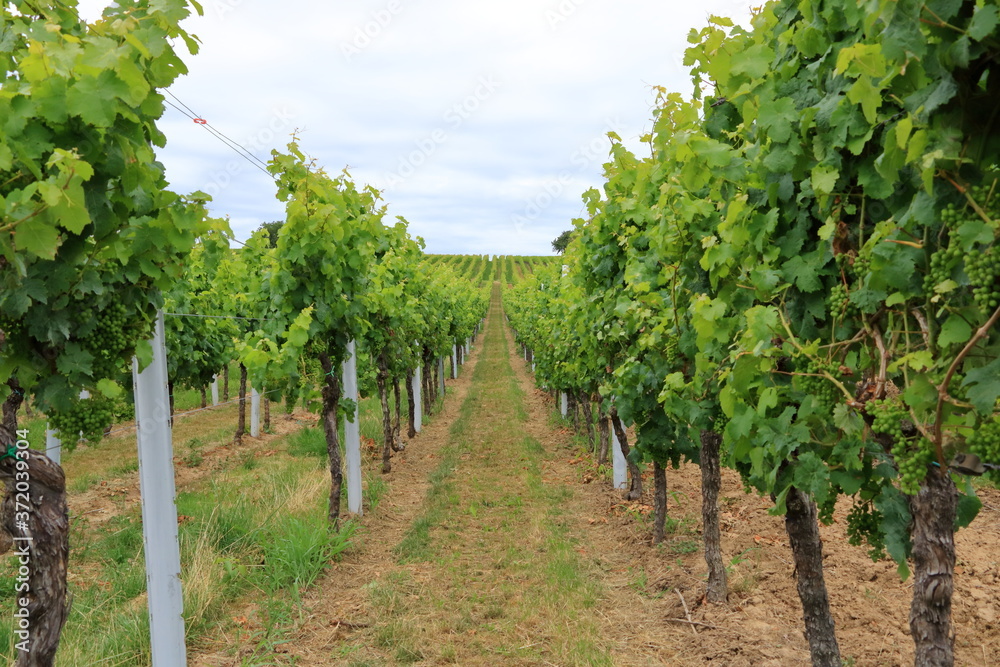 Rows with white wine grape plants in the palatinate in Germany