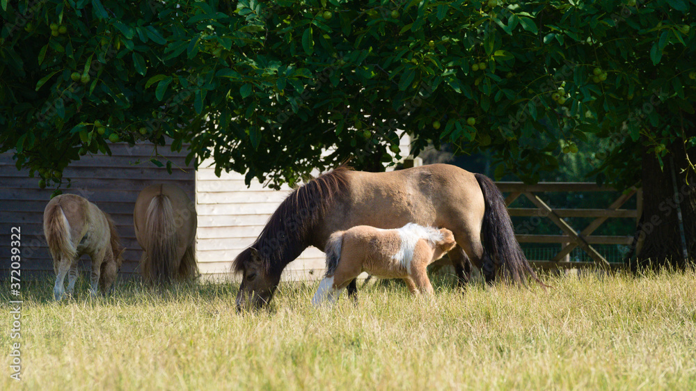 Shetland pony's with their baby playing and drinking on a sunny day to provide for them Shetland pony's with their baby playing and drinking on a sunny day to provide for them