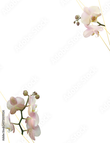 Floral background. Orchids. White tropical flowers. Vector illustration.