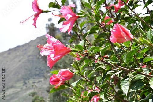 Brightly colored Peruvian flowers - Sacred Valley - Wayra Urubamba 23 photo