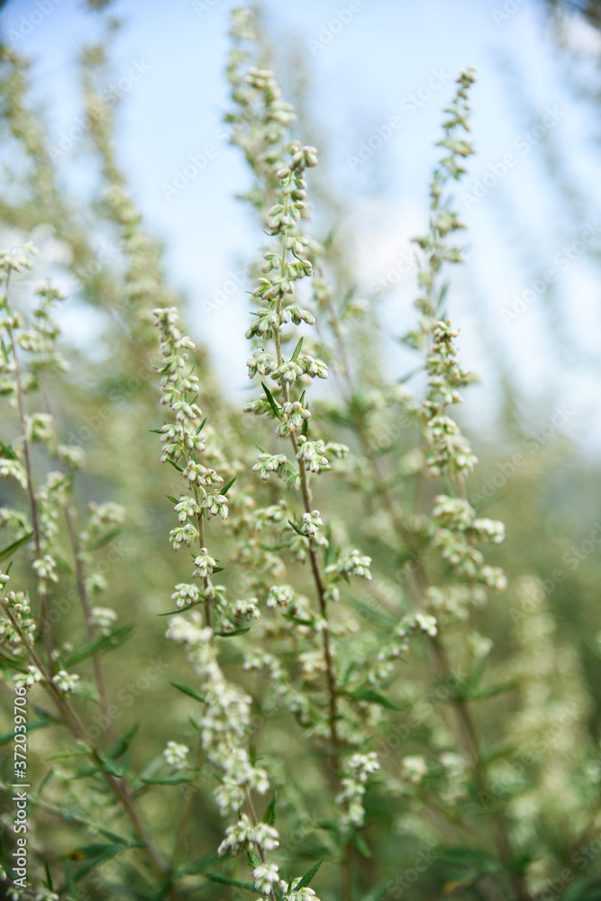 Artemisia vulgaris Artemisia vulgaris