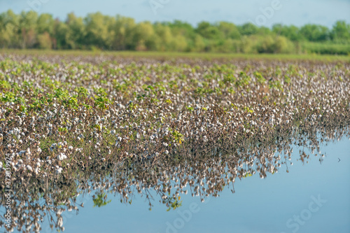 Farmers in South Texas are struggling with crop loss due to Hurricane Hanna - some fields like the one shown here are still flooded weeks after the hurricane.