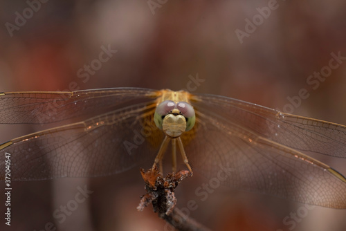 close up of a dragonfly