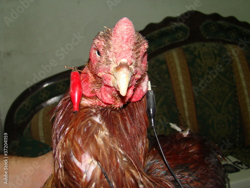 Close up of Rooster (cockfighting)undergoing acupuncture treatment with electrical stimulator (Electro Acupuncture) on the cervical vertebrae for treatment of Newcastle disease
Acupuncture for animals