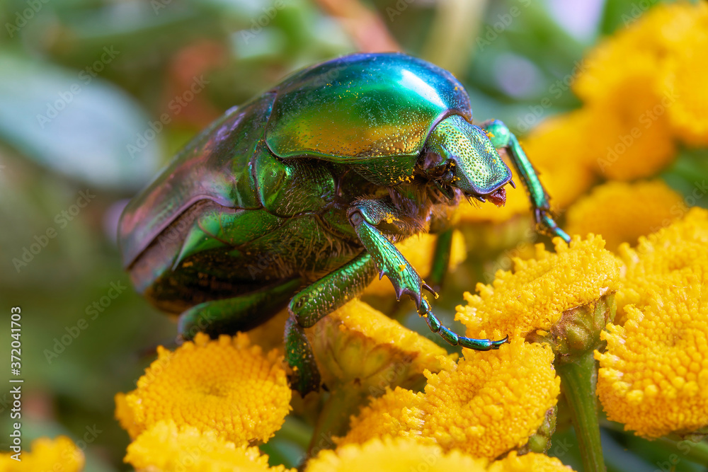 Fototapeta premium Rosenkäfer (Cetonia aurata) auf einer gelben Blüte im Garten