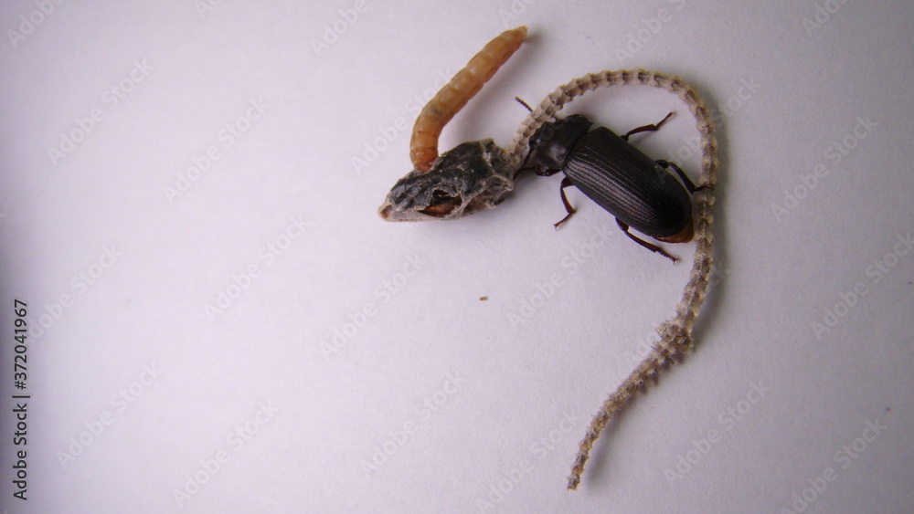mealworm; life cycle of a mealworm (Larva and Adult) Meal worms eating ...