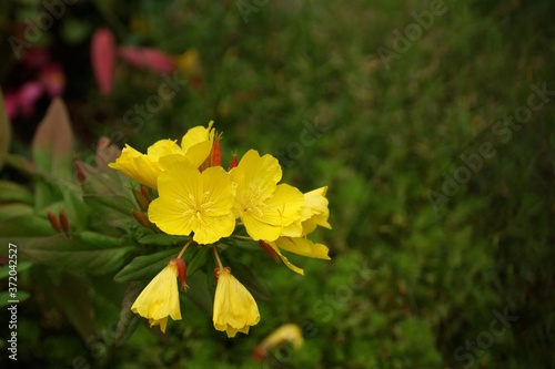 June in the garden, yellow flowering flowers, close-up, bokeh photo