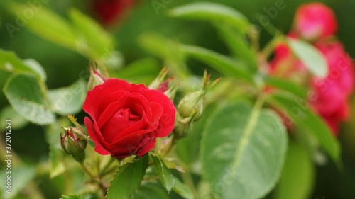 Fototapeta Naklejka Na Ścianę i Meble -  June in the garden, red rose starting flowering, close-up, bokeh