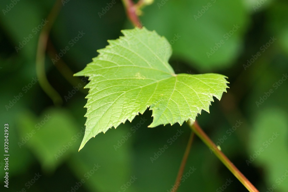 July garden, grapevine leaf on branch, close-up July garden, grapevine leaf on branch, close-up