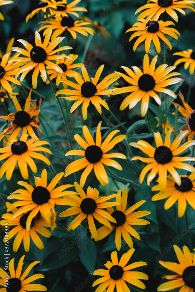 Many small flowers in one flower bed grow and smell. Beautiful yellow flowers with a black center. Rudbeckia, Echinacea. Many small flowers in one flower bed grow and smell. Beautiful yellow flowers with a black center. Rudbeckia, Echinacea.