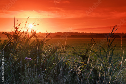 Wheat fields sunrise in the Guérande peninsula
