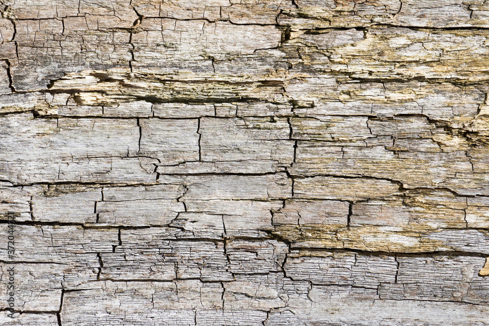 Fototapeta premium Touchwood texture. Cracked wood pattern. Rotten wood background. Dried dead tree bark.