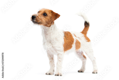 dog jack russell terrier stands on a white background