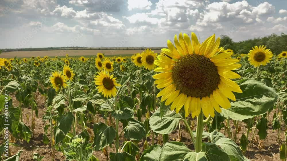 sunflower field with blue sky and clouds sunflower field with blue sky and clouds