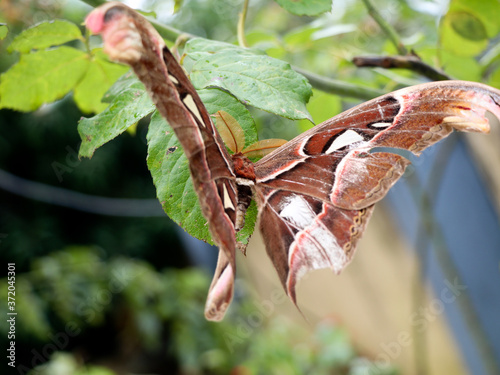 A big size  night butterfly or moth belonging to the paraphyletic group of insects photo