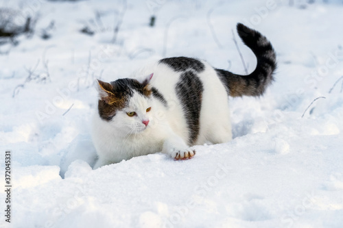 White spotted cat in winter in the snow
