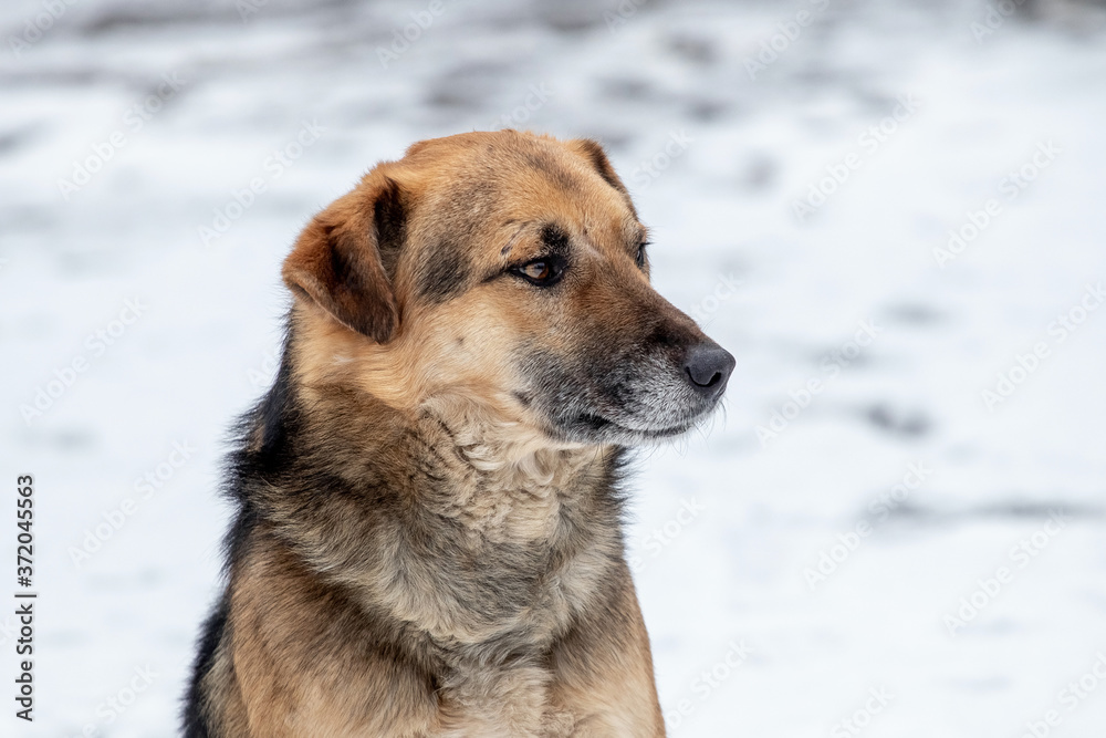 Winter portrait of a dog on a background of snow Winter portrait of a dog on a background of snow