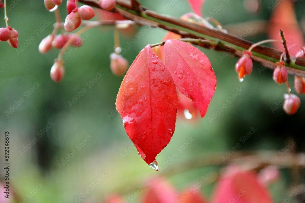 Stunning crimson color of leaves of winged euonymus with water droplets after rain in autumn in the garden close-up Stunning crimson color of leaves of winged euonymus with water droplets after rain in autumn in the garden close-up