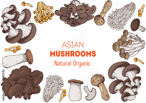Asian mushrooms set. Edible mushrooms hand drawn . Vector illustrations collection. Hand drawn food. Vintage mushrooms . Organic food. Forest mushrooms. Healthy food illustration.