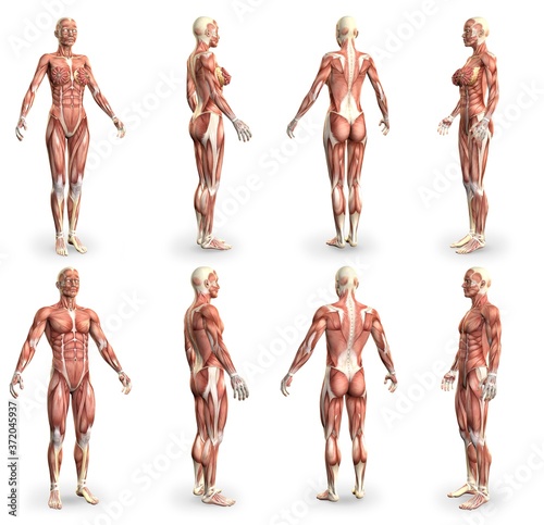 8 high detailed images in 1, male and female bodies with muscle map - anatomy study concept for healthcare - cg medical 3D illustration isolated on white