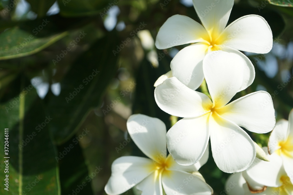 frangipani plumeria flower with copy space