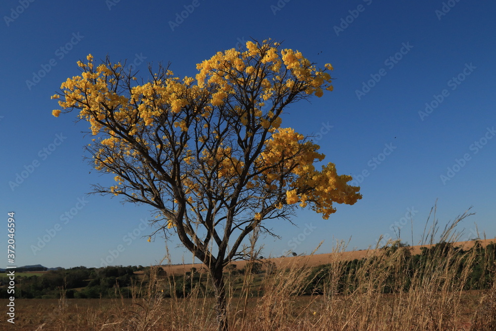 Ipê Amarelo 