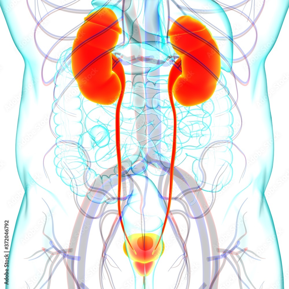 Obraz premium Human Urinary System Kidneys with Bladder Anatomy For Medical Concept 3D