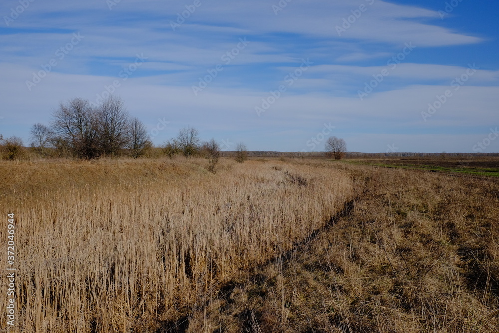 Dried reeds in an abandoned irrigation canal. Country landscape. Dried reeds in an abandoned irrigation canal. Country landscape.