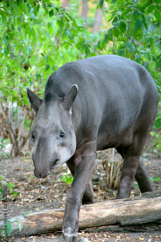 Closeup portrait of tapir looking into camera Closeup portrait of tapir looking into camera