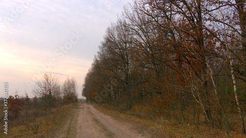 Trees growing on the side of a country road in the evening. A row of trees during twilight. Evening landscape. Leafless trees in spring.