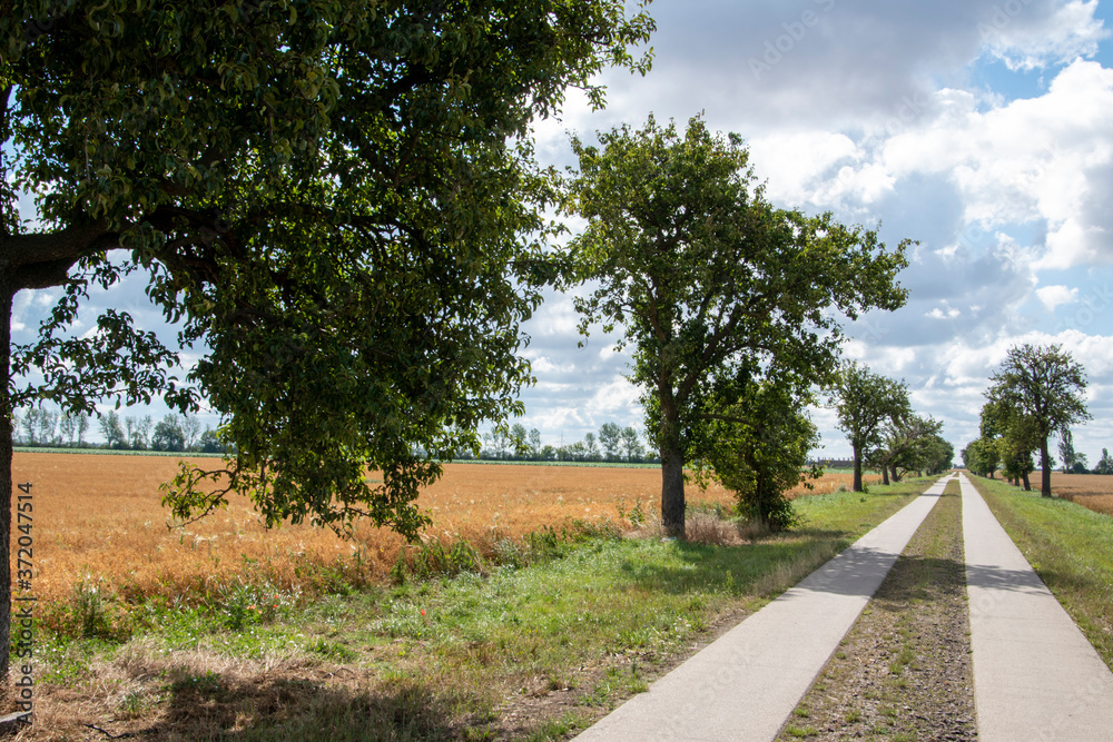 Teil asphaltierter Feldweg im Sommer im ländlichen Gebiet von Sachsen-Anhalt bei blauem wolkigen Himmel.