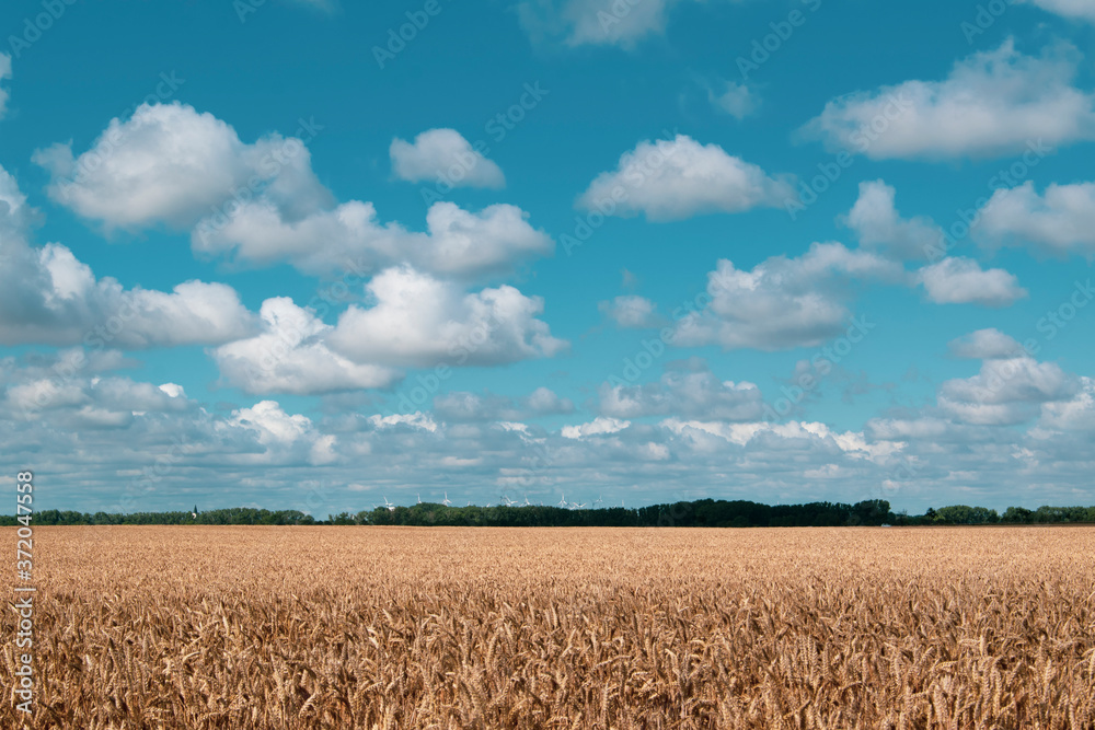 Agrarlandschaft im Frühsommer zwischen Schöppenstedt und Wanzleben. Die Getreidefelder sind kurz vor der Ernte.