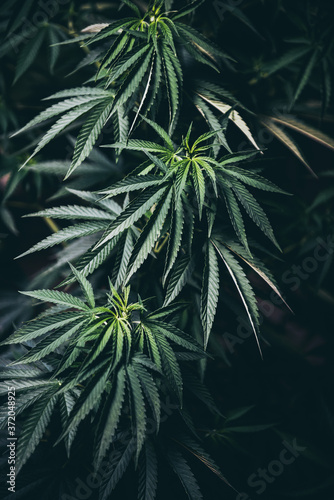 leaves medical marijuana background