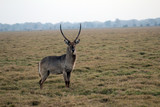 The Inhacoso, from Gorongosa, Mozambique, has become the 