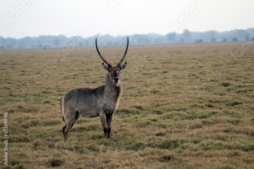 The Inhacoso, from Gorongosa, Mozambique, has become the "great chief" of the Urema floodplain.  © Alvaro