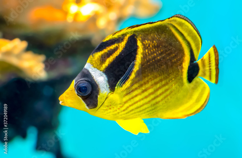 Striped Butterfly Fish, a tropical fish found around the Hawaiian islands