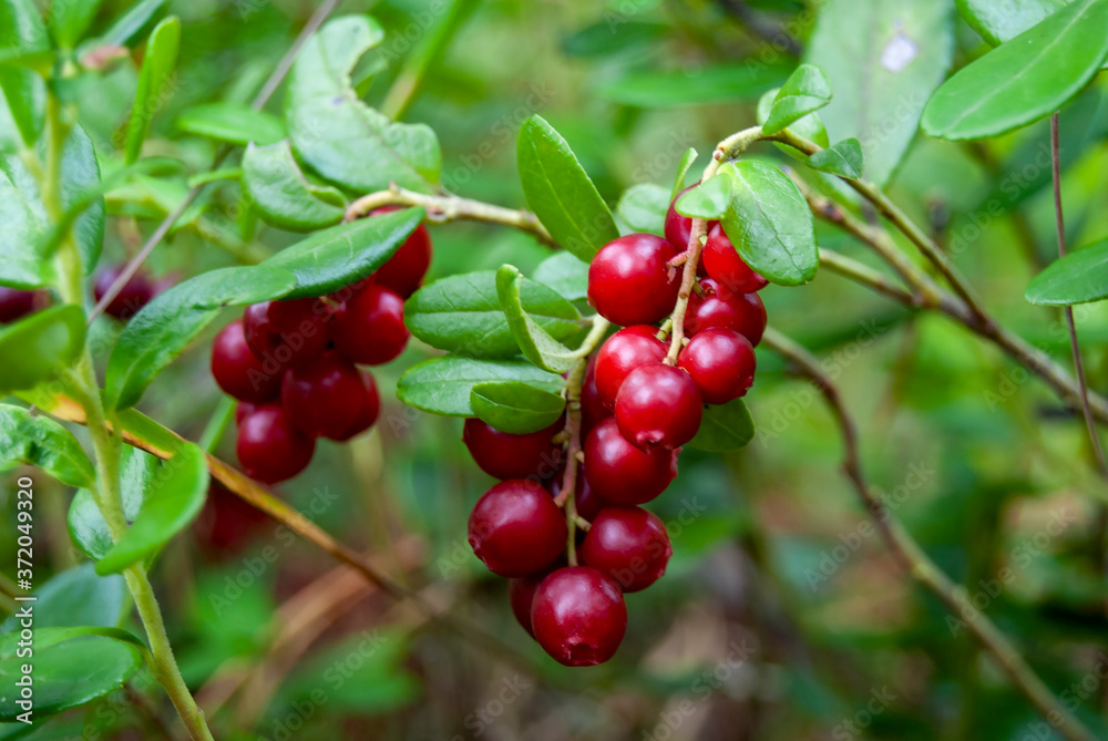 Ripe lingonberries (Vaccínium vítis-idaéa) hang from branches in the wild forest. Red ripe lingonberries in autumn. Berry picking, environmentally friendly.