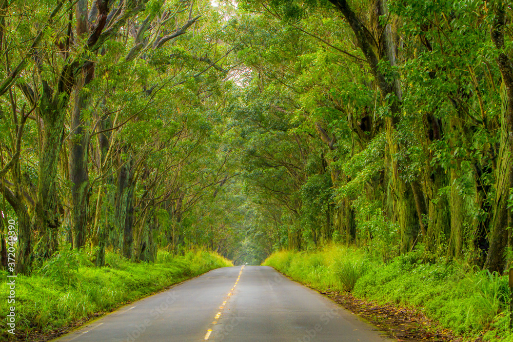 Obraz premium The Tree Tunnel, a beautiful canopy of Eucalyptus trees line Maliuhi Road, they shade the first mile of highway 520 and creates a natural gateway to Kauai's South shore.