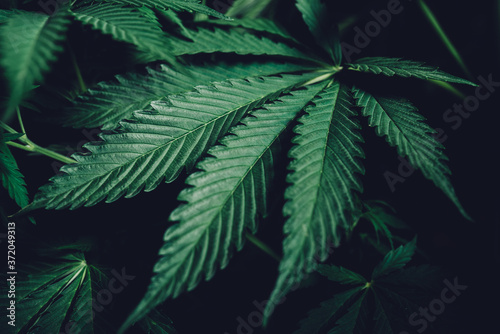 Fototapeta Naklejka Na Ścianę i Meble -  cultivation of marijuana, cannabis leaves background