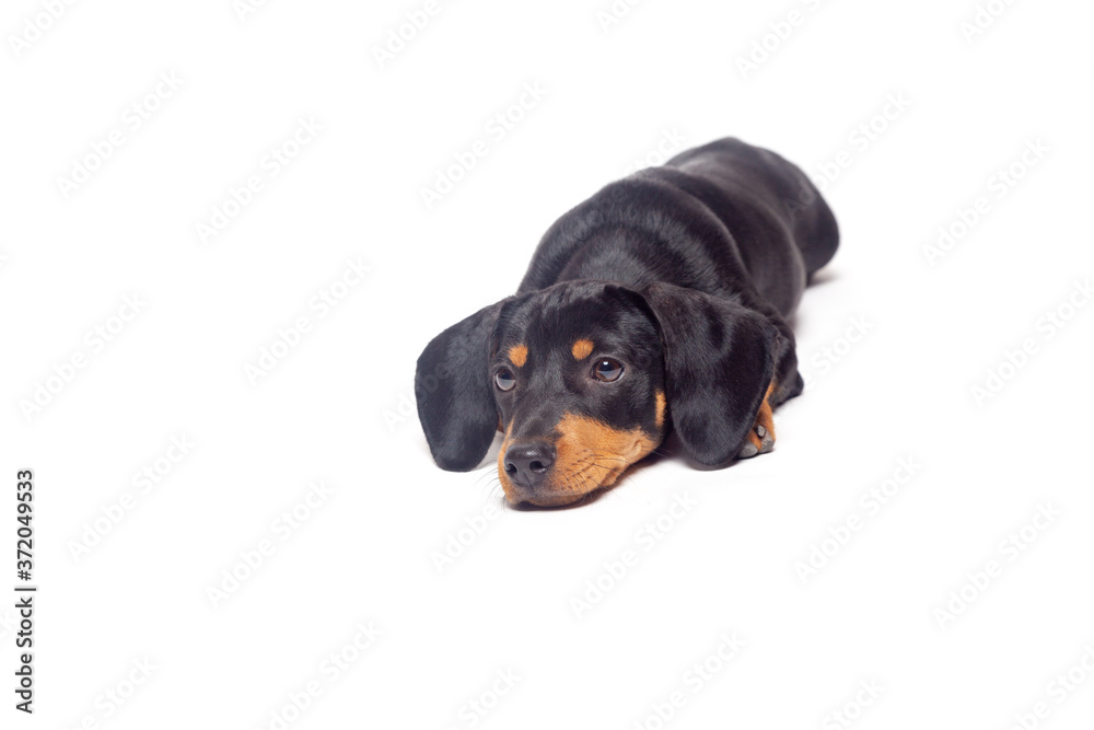 Obraz premium puppy teckel dachshound dog, black and tan, isolated on white background
