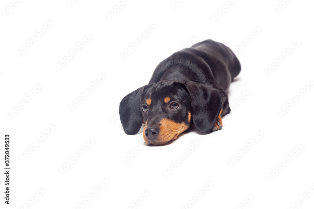 puppy teckel dachshound dog, black and tan, isolated on white background