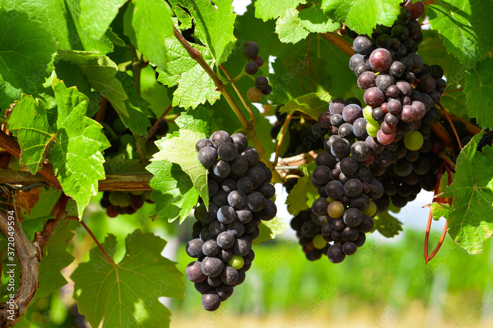 grapes on vine