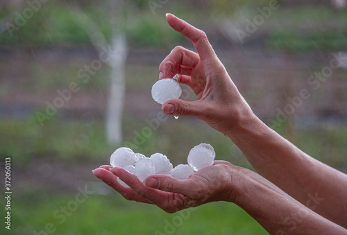 Very large hail on a palm close up